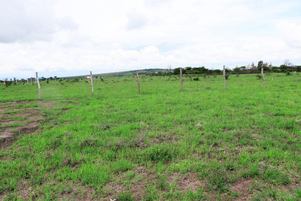 denver court plots in malaa